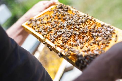 Backyard Beekeeping