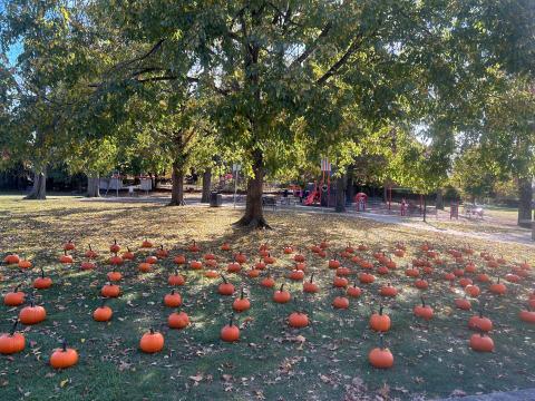 Pumpkin patch