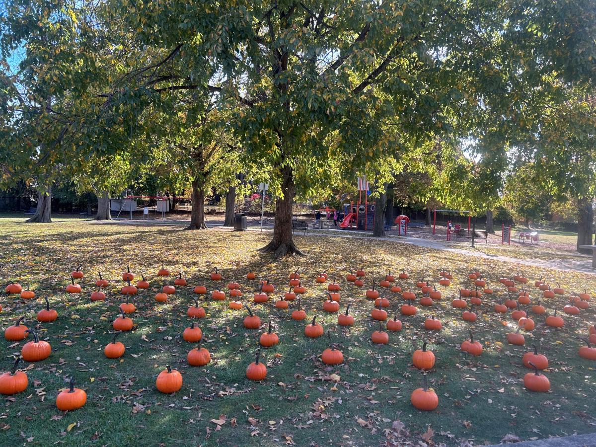Pumpkin patch